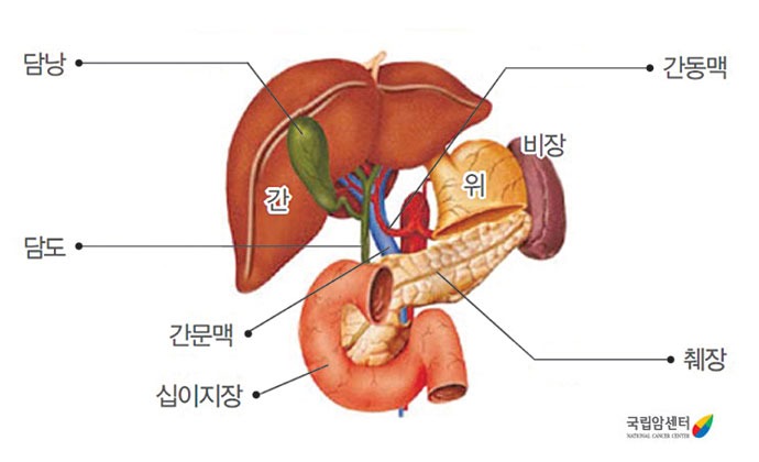 간초음파