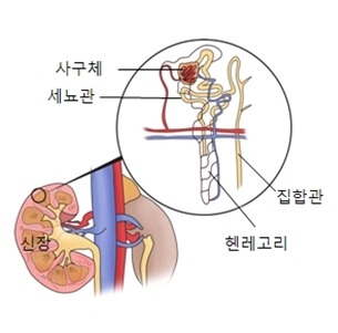 신장